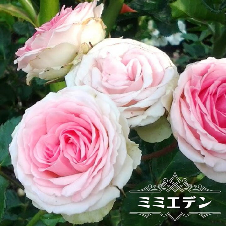 楽天市場】【バラ苗】 ミミエデン 大苗 木立バラ 【京成バラ 
