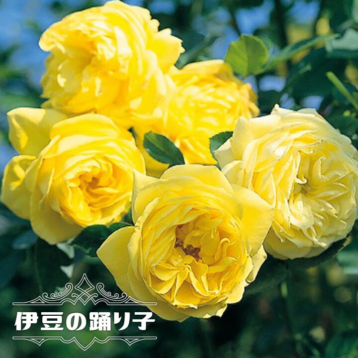 楽天市場 バラ苗 伊豆の踊り子 木立バラ 京成バラ 四季咲き 黄色 バラ 苗 薔薇 苗木部 by 花ひろばオンライン 楽天市場 バラ苗 伊豆の踊り子 木立バラ 京成バラ 四季咲き 黄色 バラ 苗 薔薇 苗木部 by 花ひろばオンライン