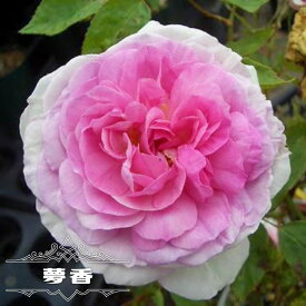 楽天市場 バラ 木立 強香の通販
