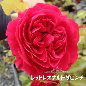 yocz bhIih_r` c ؗo yoz lG炫 ԐF  o c KN