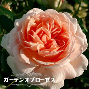 lG炫oc yK[fIu[[Yz 2Nc y\̔z12`N1ח\