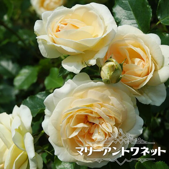 楽天市場 バラ苗 マリーアントワネット 大苗 木立バラ 京成バラ 四季咲き 白色 バラ 苗 薔薇 バラ苗木 苗木部 ｂｙ 花ひろばオンライン
