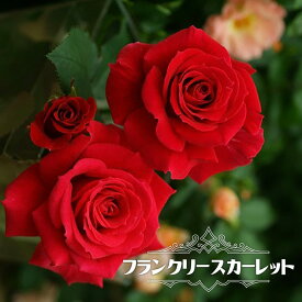 楽天市場 赤い ばらの通販