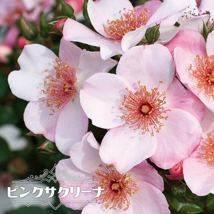 楽天市場 バラ苗 ピンクサクリーナ 大苗 木立バラ 京成バラ 四季咲き ピンク 強健 バラ 苗 薔薇 苗木部 ｂｙ 花ひろばオンライン