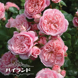 楽天市場 バラ 四季咲き 初心者 強健の通販