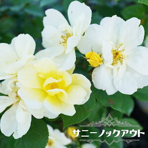 lG炫oc yTj[mbNAEgz 2Nc 6|bg y\̔z12`N1ח\