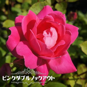 lG炫oc ysN_umbNAEgz 2Nc y\̔z12`N1ח\