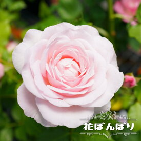 四季咲きバラ苗【花ぼんぼり】 2年生大苗