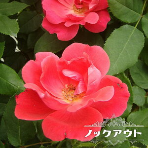 lG炫oc ymbNAEgz 2Nc 6|bg y\̔z12`N1ח\