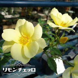 楽天市場 バラ苗 一重の通販
