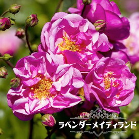 楽天市場 バラ トゲが少ない 初心者の通販