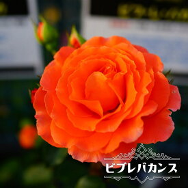 楽天市場 バラ苗 オレンジの通販