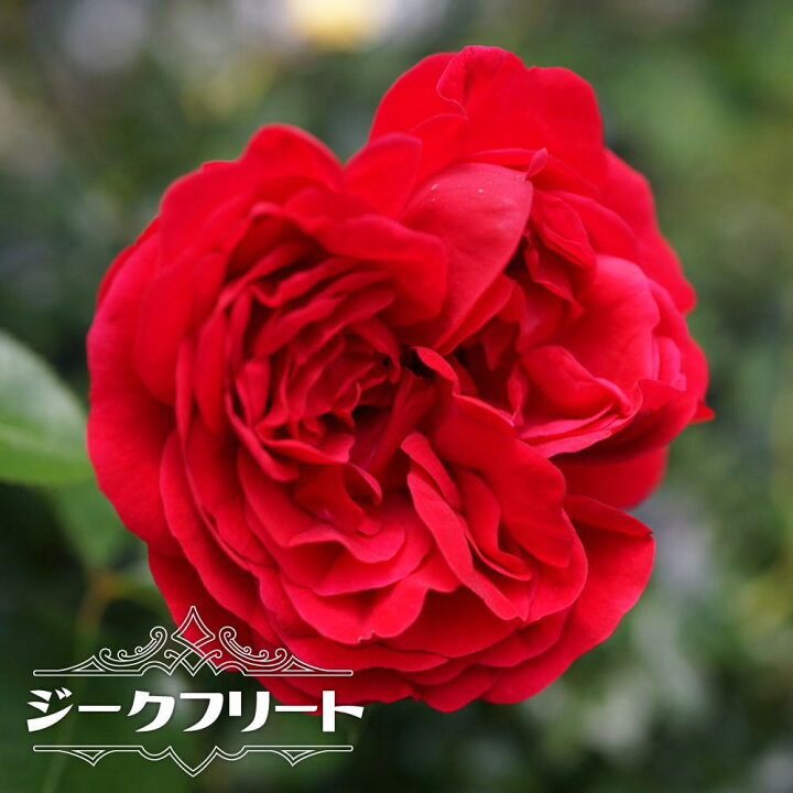 楽天市場 バラ苗 ジークフリート 大苗 6号ポット 赤色 バラ 苗 四季咲き 木立ち 中輪 フロリバンダ ゴルデス 耐病性強 京成バラ 苗木部 ｂｙ 花ひろばオンライン
