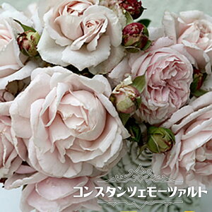 �l�G�炫����o�� �y�R���X�^���c�F���[�c�@���g�z2�N����c �y�\��̔��z12���`���N1�������ח\��