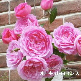 楽天市場 バラ カップ咲きの通販