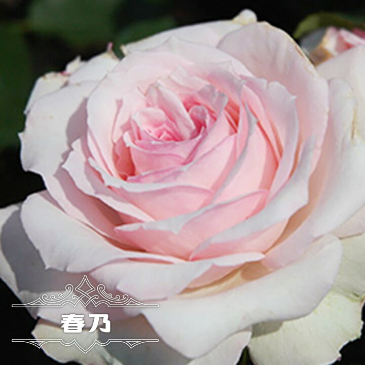 楽天市場 バラ苗 春乃 はるの 木立性 京成バラ 四季咲き ロゼット咲 桜ピンク色 薔薇 苗木部 by 花ひろばオンライン 楽天市場 バラ苗 春乃 はるの 木立性 京成バラ 四季咲き ロゼット咲 桜ピンク色 薔薇 苗木部 by 花ひろばオンライン