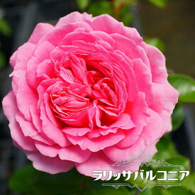 楽天市場 木立 大苗の通販