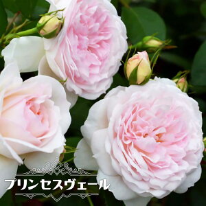 lG炫oc yvZXF[z 2Nc 6|bg y\̔z12`N1ח\