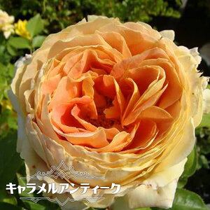 lG炫ocyLAeB[Nz 2Nc y\̔z12`N1ח\