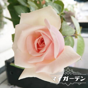 四季咲き 強香 バラ 苗の人気商品 通販 価格比較 価格 Com
