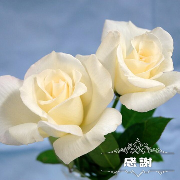 楽天市場 バラ苗 感謝 国産苗 大苗 6号ポット 四季咲き 白色 強香 バラ 苗 薔薇 京成バラ 苗木部 ｂｙ 花ひろばオンライン