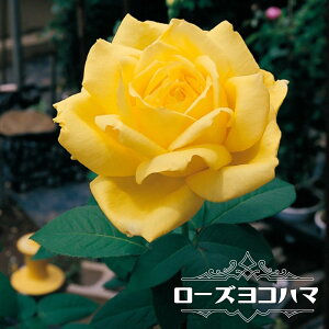 lG炫oc y[YRn}z 2Nc y\̔z12`N1ח\