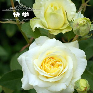 薔薇 種 苗の人気商品 通販 価格比較 価格 Com