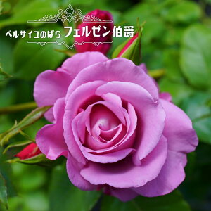 lG炫oc yxTĈ΂ tF[݁z 2Nc y\̔z12`N1ח\