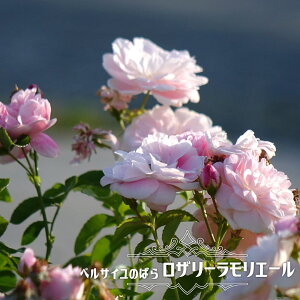 lG炫oc xTĈ΂ yU[G[z 2Nc y\̔z12`N1ח\