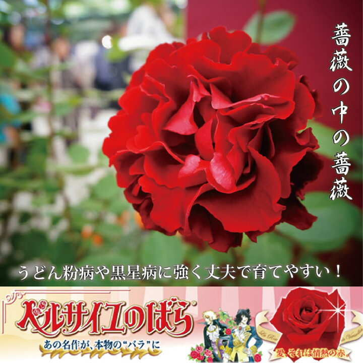 楽天市場 バラ苗 ベルサイユのばら メイアン 大苗 木立バラ 京成バラ 赤色 京成 バラ 苗 四季咲き 木立 バラ苗木 予約販売 12月 翌年1月中に順次入荷 苗木部 ｂｙ 花ひろばオンライン