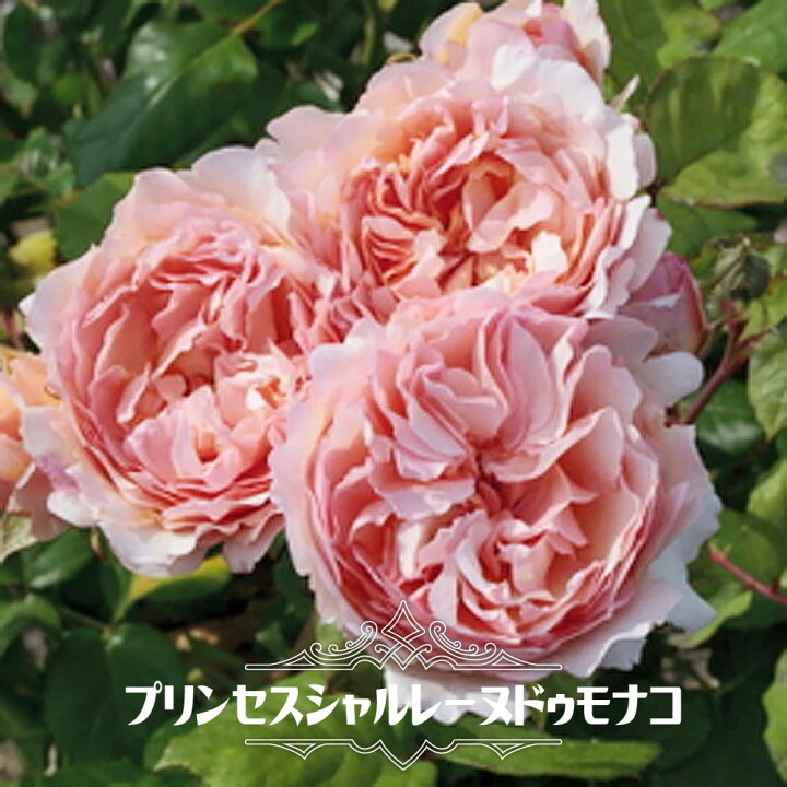 楽天市場 バラ苗 プリンセスシャルレーヌドゥモナコ 木立バラ 京成バラ 四季咲き ピンク花 薔薇 予約販売 12月 翌年1月中に順次入荷 苗木部 ｂｙ 花ひろばオンライン