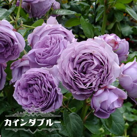楽天市場 紫 バラ 四季咲き 育てやすいの通販