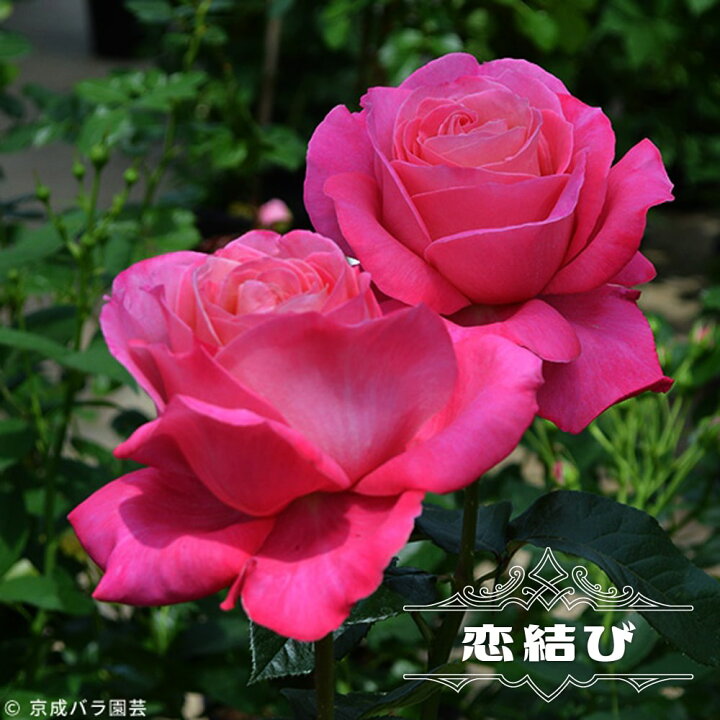 楽天市場 四季咲きバラ苗 恋結び 2年生大苗 苗木部 ｂｙ 花ひろばオンライン