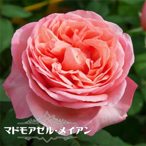 �l�G�炫�o���c �y�}�h���A�[�����C�A���z 2�N����c �y�\��̔��z12���`���N1�������ח\��