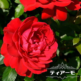 楽天市場 バラカップ咲き赤の通販