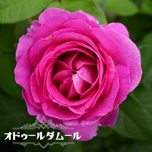 �l�G�炫�o���c �y�I�h�D�[���_���[���z 2�N����c �o�^�i��E�i��o�^ �y�\��̔��z12���`���N1�������ח\��