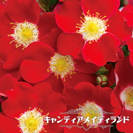 楽天市場 ミニバラ 四季咲き 種類 植物 バラ の通販