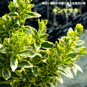 植木 盆栽 マサキの人気商品 通販 価格比較 価格 Com