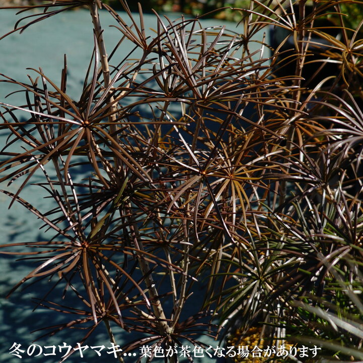 楽天市場 世界三大美樹 高野マキ コウヤマキ 根巻き大苗 掘り出し物 大型宅配便 沖縄 離島不可 苗木部 ｂｙ 花ひろばオンライン