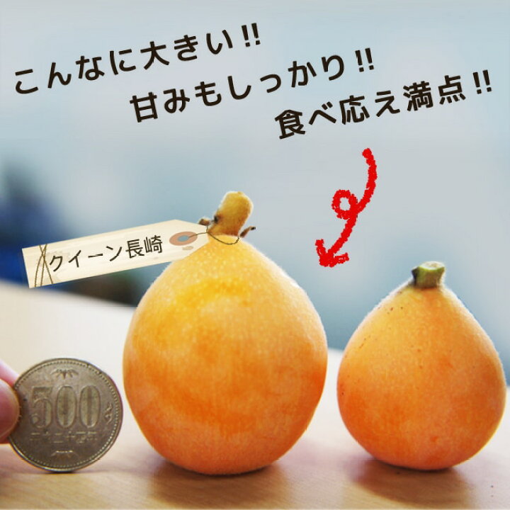 楽天市場】びわ 苗木 【クイーン長崎】 1年生接木苗 : 苗木部 by 花 