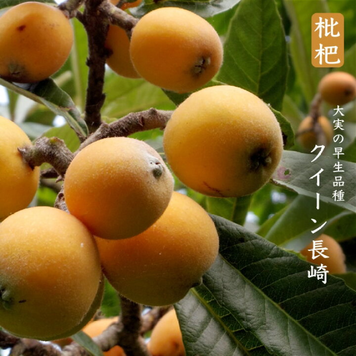 楽天市場】びわ 苗木 【クイーン長崎】 1年生接木苗 : 苗木部 by 花 
