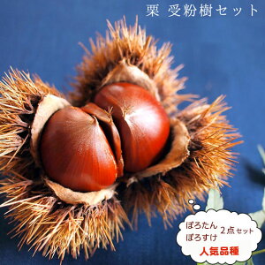 苗 栗 苗木の通販 価格比較 価格 Com