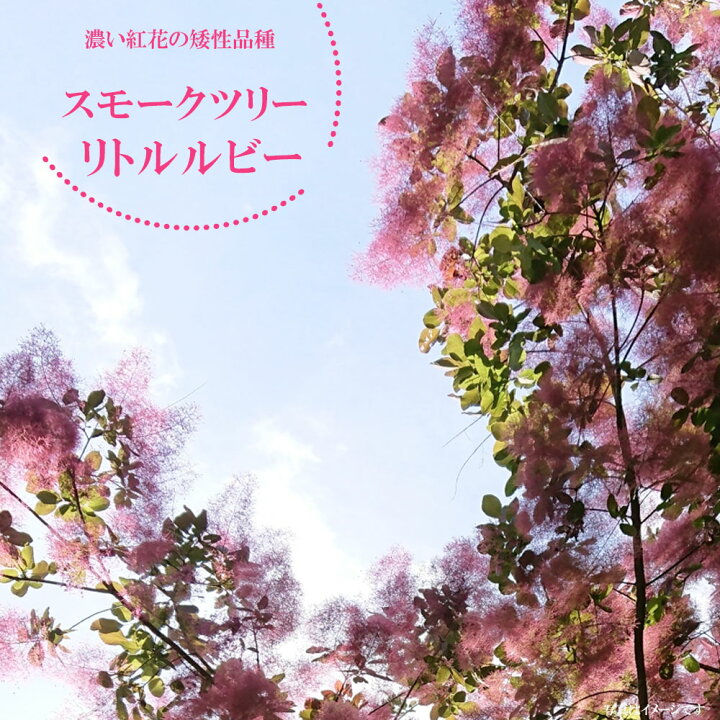 楽天市場 スモークツリー リトルルビー 根巻き苗 苗木部 ｂｙ 花ひろばオンライン