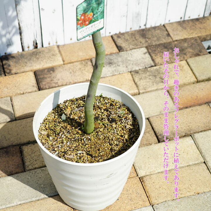 楽天市場 ロシアンオリーブ スタンダード仕立て 鉢植え 大型宅配便 沖縄 離島不可 苗木部 ｂｙ 花ひろばオンライン