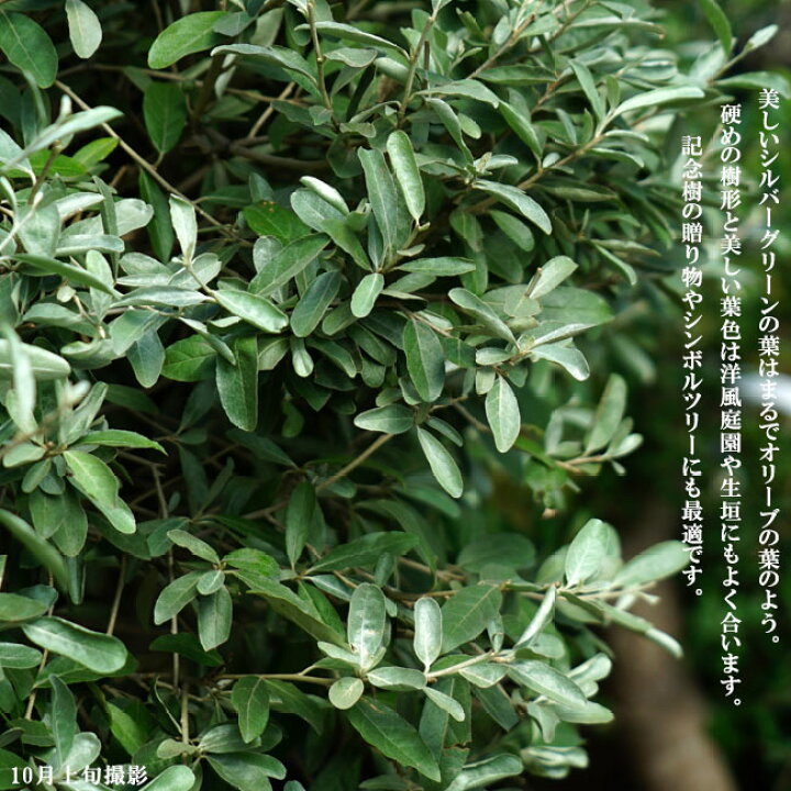 楽天市場 ロシアンオリーブ スタンダード仕立て 鉢植え 大型宅配便 沖縄 離島不可 苗木部 ｂｙ 花ひろばオンライン