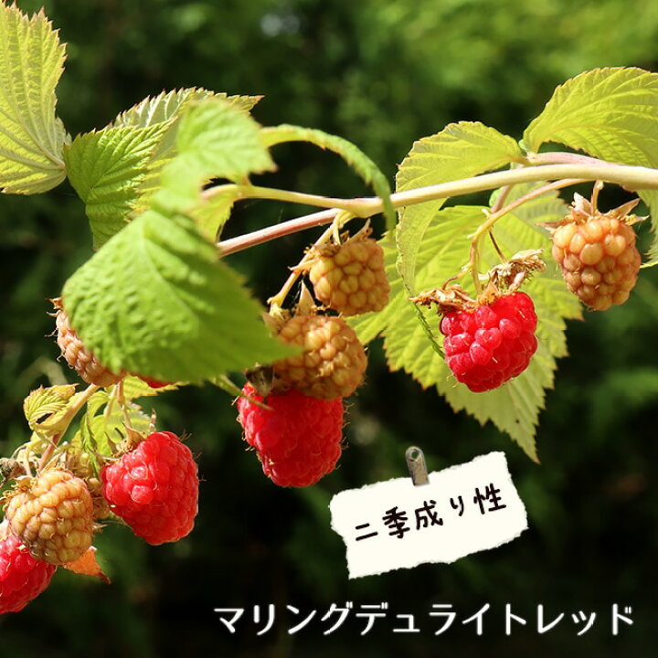 木いちご（キイチゴ）：ラズベリー マリングデュライトレッド4.5号 