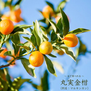  c yێ i܂݂񂩂jz 2Nږؕc