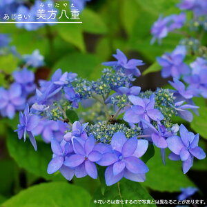 z }AWTC ydz 3|bgc y\̔z4`5ח\