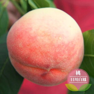  c y씒Pz 1Nږؕc y\̔z11`12ח\