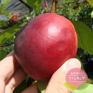  c lN^ yt@^WAz 1Nږؕc y\̔z11`12ח\